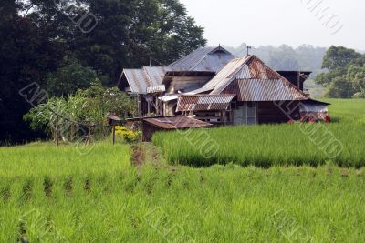 Rice field and farm