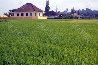 Field and village