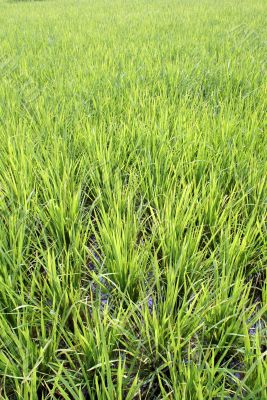 New green rice