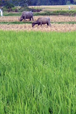 Rice and cows