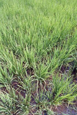 Waterr and green rice field