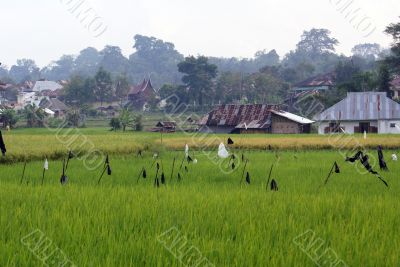 Rice field and village