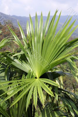 green leaves