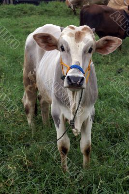 Cow and grass