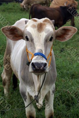 Cow