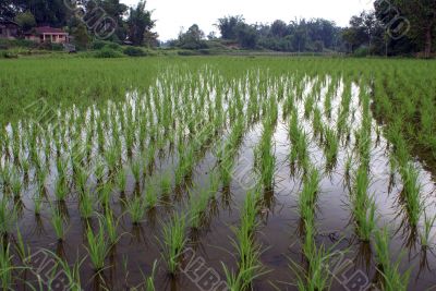 Green rice field