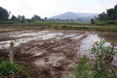 Wet field