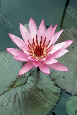 Lotus