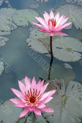 Lotuses