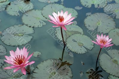 Pink lotuses