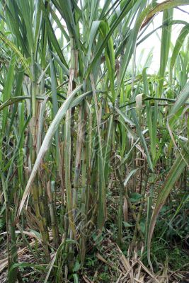 Sugar cane