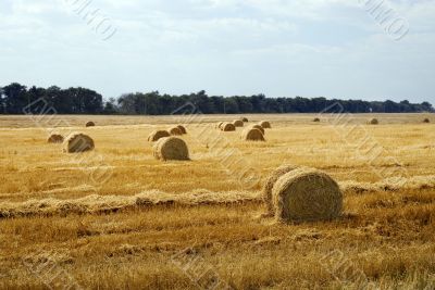 Field after harvest