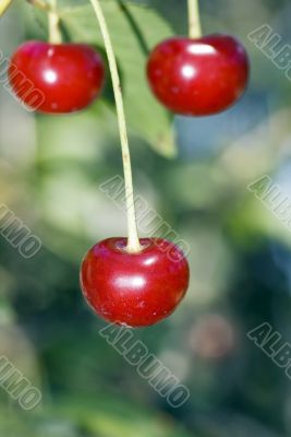 big sweet and juicily cherries on a Tree.