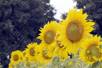 Field of sunflowers