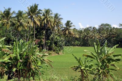 Field and palm trees