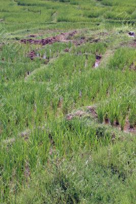 Green rice field