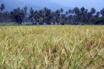 Rice field and palm trees