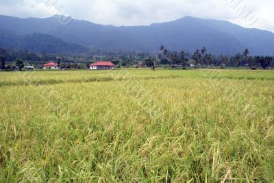 Rice field