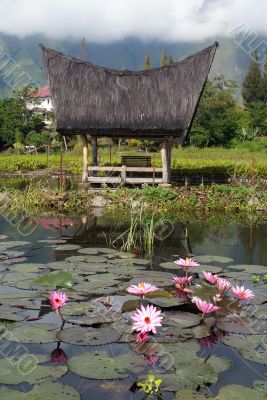 Lotuses and house