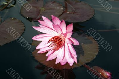 Lotus