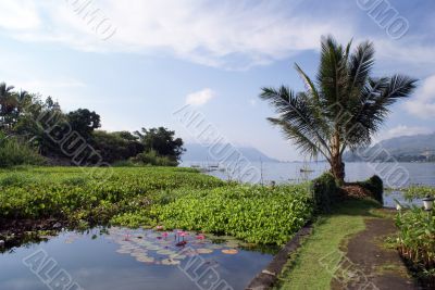 Palm tree and lake