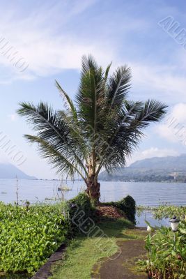Palm tree