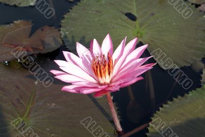 Lotus
