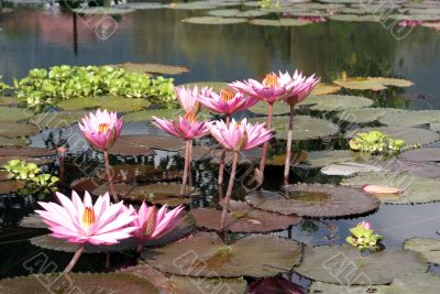 Pink lotuses