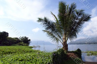 Palm tree on the island