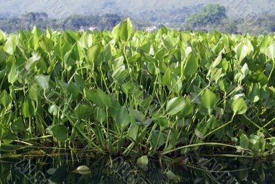 Grass on the water