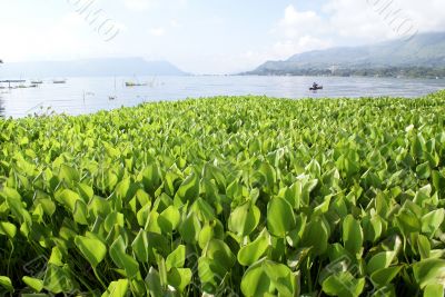 Grass and lake