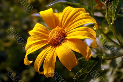 chrysanthemum