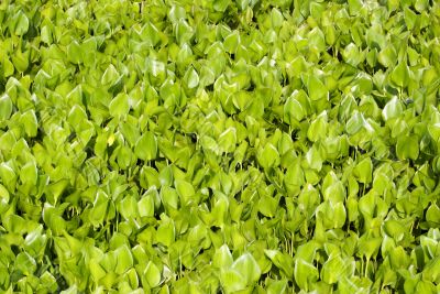 Green grass