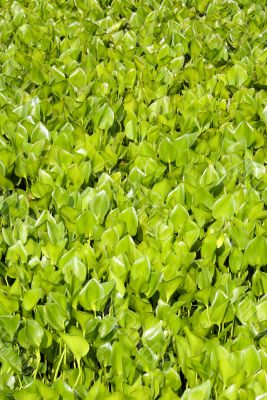 Grass