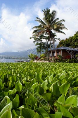 House and palm tree on the Samosir