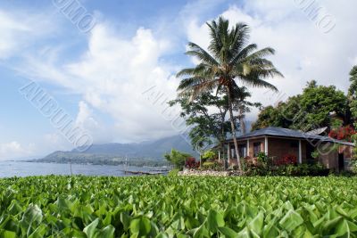Gras on the island