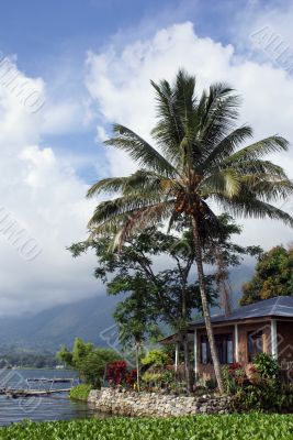Housr and palm tree
