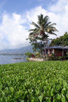Green grass and island