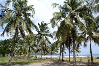 Palm trees
