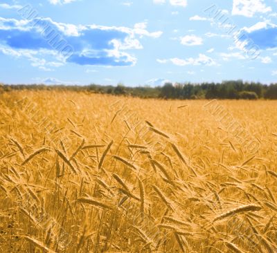 golden wheat in the blue sky 2 square