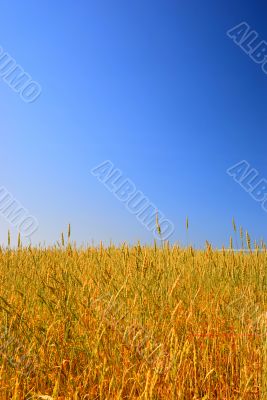 wheat field