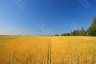 A wheat field against a blue sky.