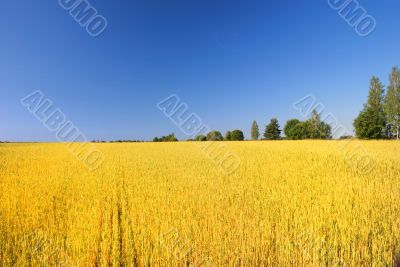 A wheat field against a blue sky 2