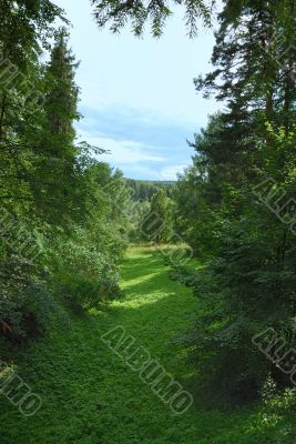 Landscape of a green field with trees and a bright blue sky 2