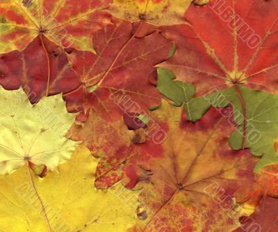 vivid autumnal colors
