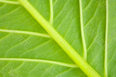 Texture of a green leaf