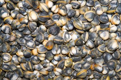 Fresh seafood
