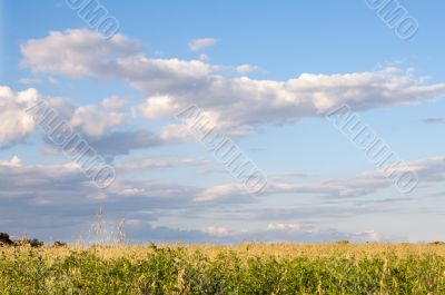 Photo of pretty field