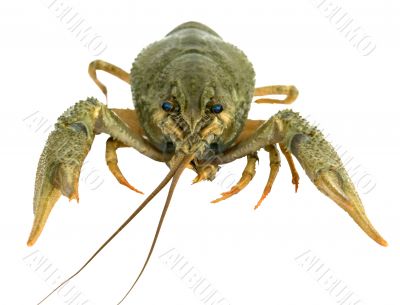 Riwer Crayfish