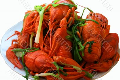 Red Crayfish